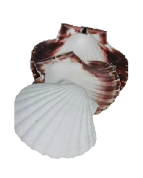 Coquilles St Jacques naturelles et minérales Visuel 1 principal